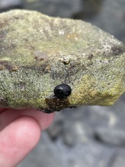 Nerita picea