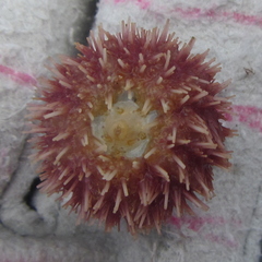 Amblypneustes elevatus