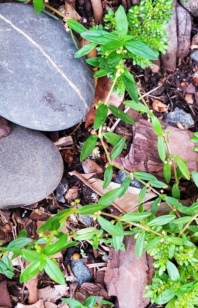 Old World Diamond Flower from MidBeach, Miami Beach, FL, USA on June 4