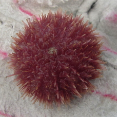 Amblypneustes elevatus