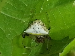 Verrucosa undecimvariolata