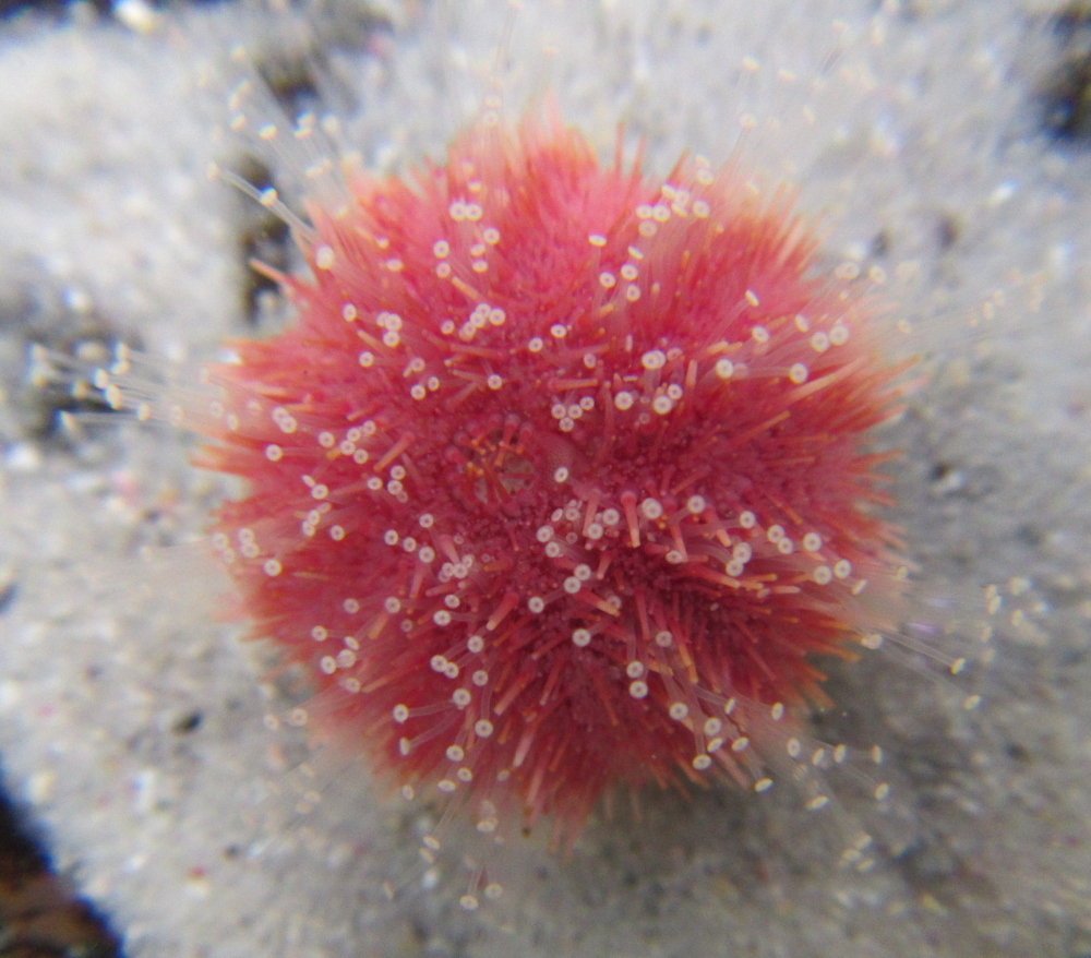 Temnopleuridae