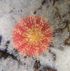 Amblypneustes elevatus