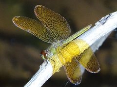 Odonata