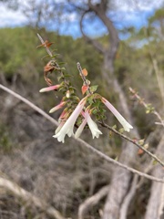 Epacris longiflora