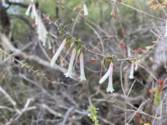 Epacris longiflora