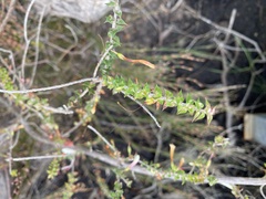 Epacris longiflora