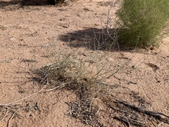 Psorothamnus scoparius