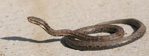 Gloydius qinlingensis