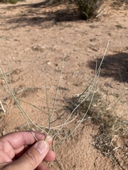 Psorothamnus scoparius