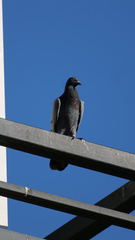 Columba livia domestica