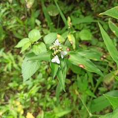 Tripogandra serrulata