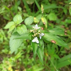 Tripogandra serrulata