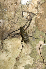 Macropophora trochlearis