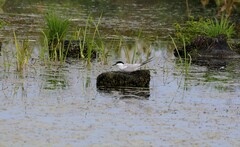 Sterna hirundo longipennis