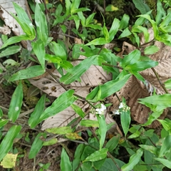 Tripogandra serrulata