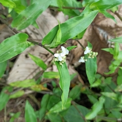 Tripogandra serrulata