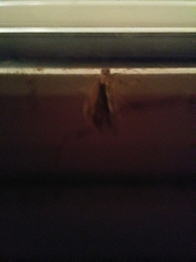 Lepidoptera