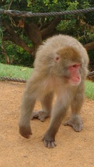 Macaca fuscata
