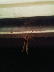 Lepidoptera