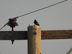 Tachycineta leucorrhoa