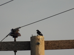 Tachycineta leucorrhoa