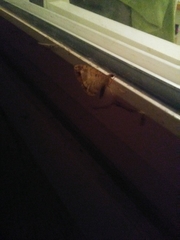 Lepidoptera