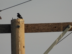 Tachycineta leucorrhoa