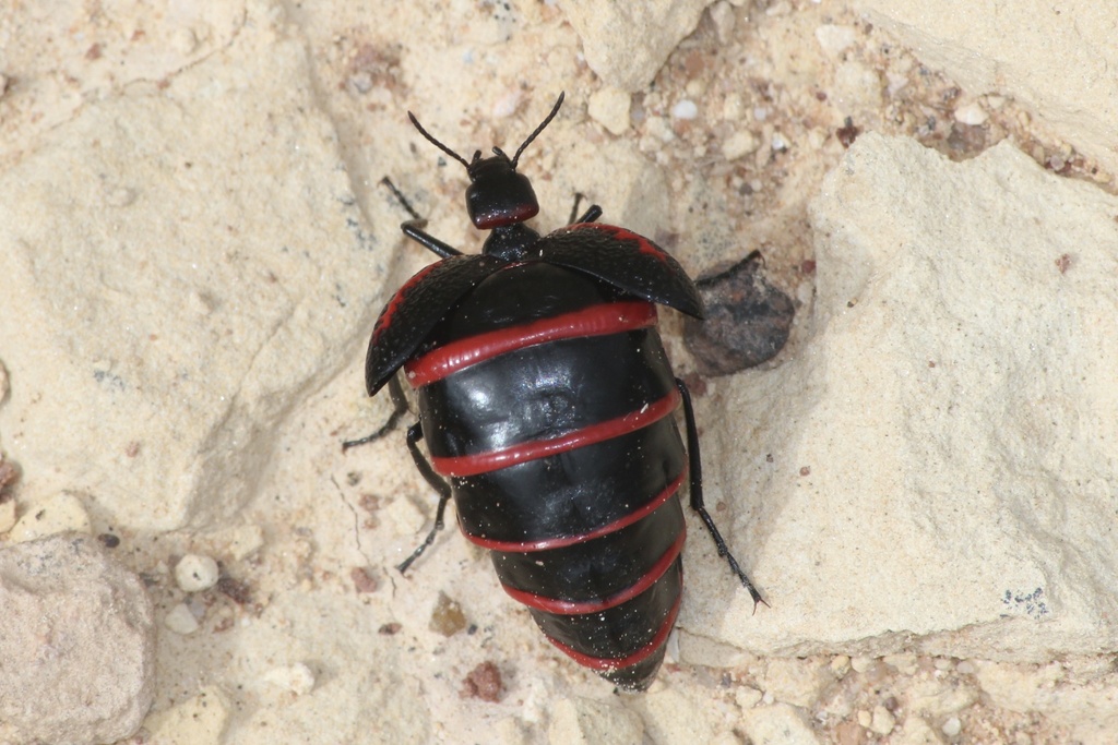 Megetra vittata