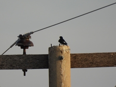 Tachycineta leucorrhoa