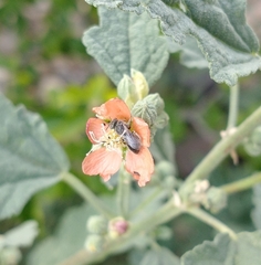 Macroteropsis