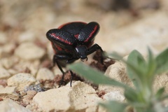 Megetra