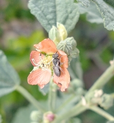 Macroteropsis