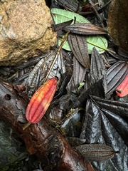 Andesanthus