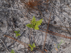 Paronychia chartacea subsp. chartacea image