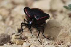 Megetra