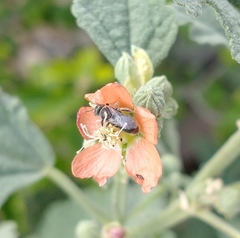 Macroteropsis
