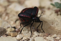 Megetra