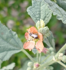 Macroteropsis