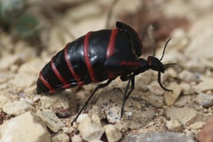 Megetra