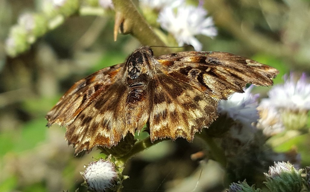 Noctuana diurna