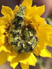 Heliothis phloxiphaga