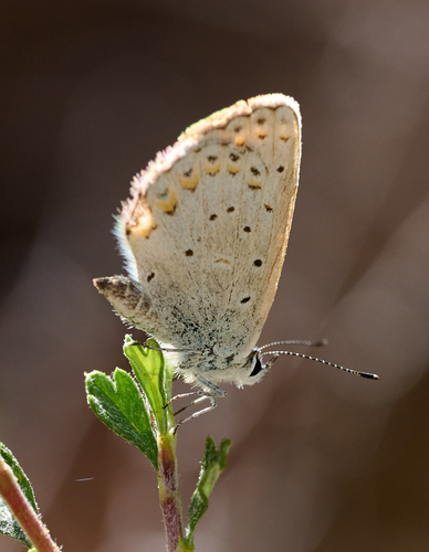 iNaturalist observation photo of Anna's Blue