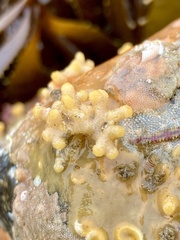 Heteropora pacifica