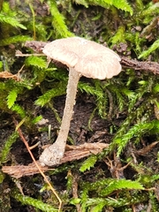 Entoloma perumbilicatum