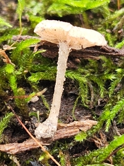 Entoloma perumbilicatum