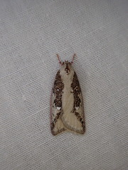 Euchaetis