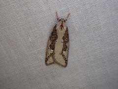 Euchaetis