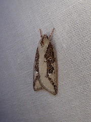 Euchaetis