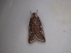 Euchaetis